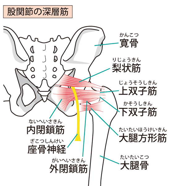 股関節の深層筋イメージ